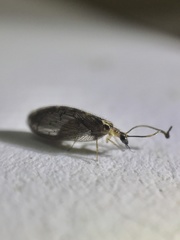 Sympherobius occidentalis