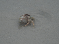 Paguroidea