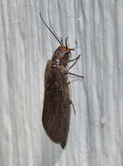 Protosialis americana