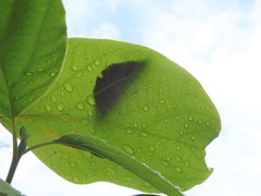 Euthalia aconthea garuda