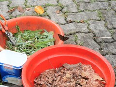 Euthalia aconthea garuda