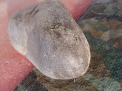 Diapheromera femorata