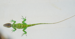 Anolis smallwoodi