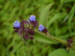 Cyanotis tuberosa