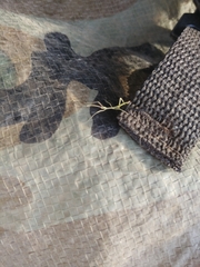 Diapheromera femorata