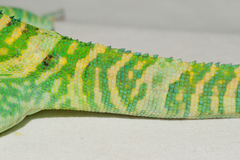 Anolis smallwoodi