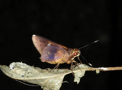 Carystoides yenna