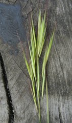 Bromus sterilis