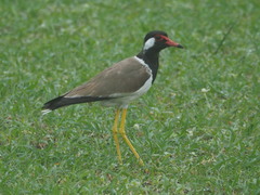 Vanellus indicus
