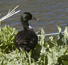 Anas platyrhynchos