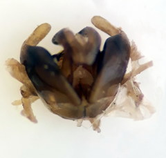 Lasioglossum discus