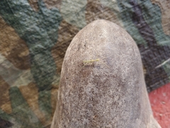 Diapheromera femorata