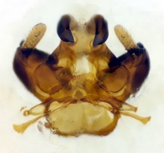 Lasioglossum discus