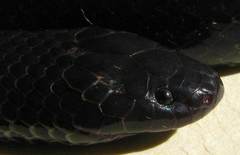 Amblyodipsas concolor