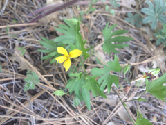 Viola lobata