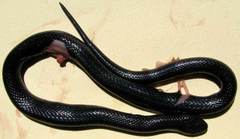 Amblyodipsas concolor