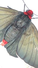 Pyrrhopyge charybdis