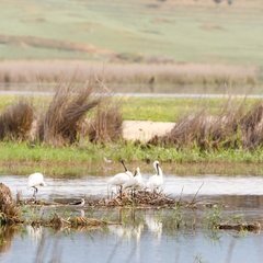 Platalea leucorodia