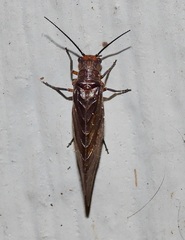 Protosialis americana