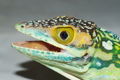 Anolis smallwoodi