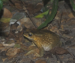 Duttaphrynus melanostictus