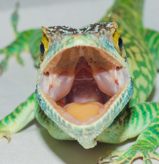 Anolis smallwoodi