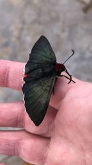 Pyrrhopyge charybdis
