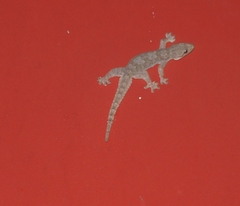 Hemidactylus platyurus