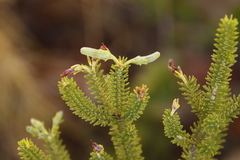 Erica brachialis