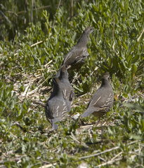 Callipepla californica