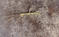 Diapheromera femorata