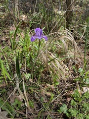 Iris tenax tenax