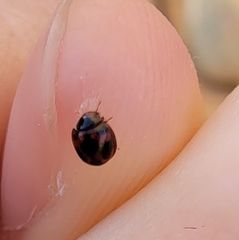 Sticholotis punctata