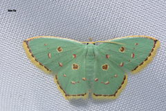 Comostola meritaria