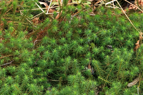 Polytrichum commune