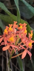 Epidendrum cochlidium