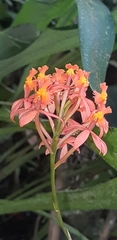 Epidendrum cochlidium