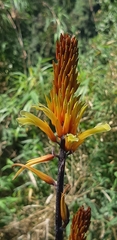 Pitcairnia dendroidea