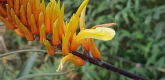 Pitcairnia dendroidea