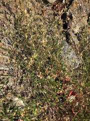 Acmispon cytisoides