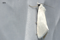 Schoenobiinae