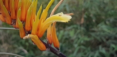 Pitcairnia dendroidea