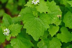 Alliaria petiolata