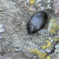 Platydema excavata