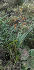Pitcairnia dendroidea
