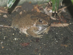 Duttaphrynus melanostictus