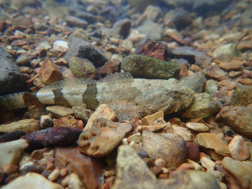 Gebande rivierdonderpad (Cottus carolinae) — Cottidae