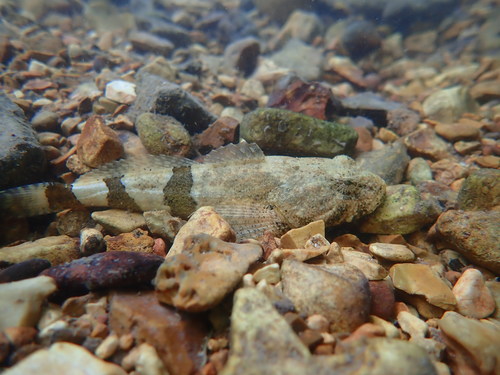 Banded sculpin (Cottus carolinae) — Cottidae