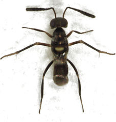 Cheiloneurus flaccus