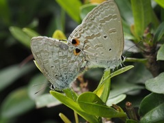 Catochrysops panormus exiguus